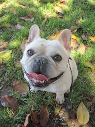 North shore family pet hospital is centrally located at 300 skokie blvd. Highland Village Pet Hospital 31 Photos 76 Reviews Veterinarians 7257 Boulder Ave Highland Ca Phone Number