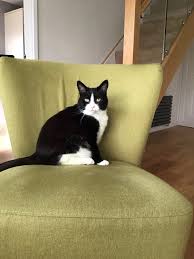 It tells you the best ways to find your missing cat and gives good advice to ensure your pet does not hi my cat has been missing for 24 days and i'm really worried. Missing Cats In Bletchley Home Facebook