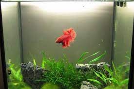 View Air Aquarium Ikan Cupang Berbusa Pictures
