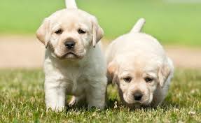 Maybe you would like to learn more about one of these? Labrador Growth Chart Lab Puppy Weight Chart Height Chart