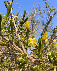 Image result for Gardenia volkensii