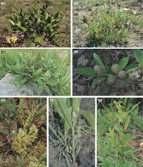 Image result for Tetracera boiviniana