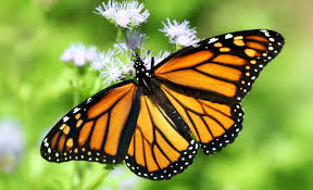 Butterflies and flowers unlike bees, butterflies can see the color red, so many of the flowers they are attracted to are colored bright red, pink, or purple. How The Butterfly Can Shape An Ecosystem And Why We Need To Protect Them One Green Planet