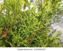 Image result for Casuarina junghuhniana
