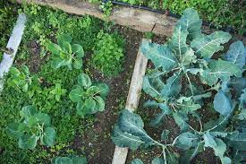 The central head gets large, and the entire plant can span 2 feet in diameter. Growing Broccoli Kellogg Garden Organics