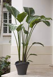 Check spelling or type a new query. Costa Farms Slideshow Elegant Palms For Every Setting Tall Indoor Plants Big Indoor Plants Large Indoor Plants