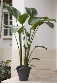 Check spelling or type a new query. Costa Farms Slideshow Elegant Palms For Every Setting Tall Indoor Plants Big Indoor Plants Large Indoor Plants