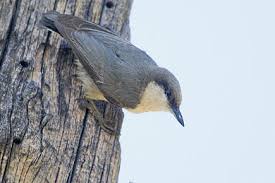 Image result for Pavetta pygmaea