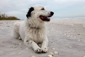The great pyredane is a cross between a great dane and a great pyrenees. Border Collie Great Pyrenees Mix Info Pictures Facts Traits Doggie Designer