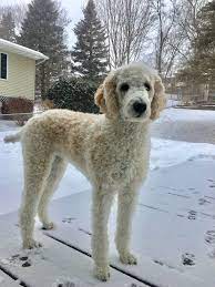 Leggy Miss Penny The Standard Poodle Poodle Puppy Poodle Puppy Standard Standard Poodle