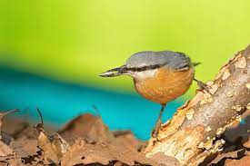 gordugum guzellikler yavlakoz53 ornito bird birds kuslar ozgurce ucuyor renkler ornitologia istanbul turkiye yaban hayat dogal yasam