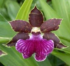 Zygopetalum Orchid Orchid Care Orchid Plant Care Orchid Plants