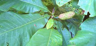Leaves Fruit Of The Magnolia Acuminata Cucumber Magnolia Tree Jun19 2020 Nature Plants Magnolia Trees Plants