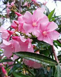 Nerium Oleander In 2021 Nerium Oleander Parts Of The Plant