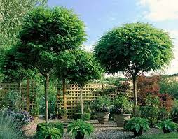 Best Deciduous And Evergreen Single Stem Trees For Small Gardens Evergreen Trees Landscaping Evergreen Garden Small Trees For Garden