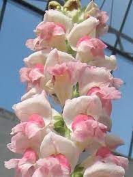 Pin By Mari Meyer On Gardening Snapdragon Flowers Phlox Flowers Pink Wedding Flowers