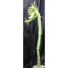 Image result for Euphorbia persistentifolia
