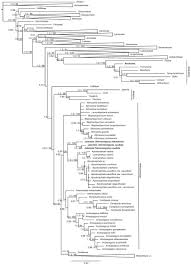 Image result for Anisopappus kirkii