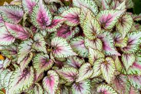 The begonia rex tends to drop its leave in the winter. Rex Begonias Plant Care Growing Guide