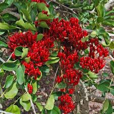 Image result for Schotia brachypetala