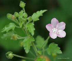 Image result for Pavonia leptocalyx