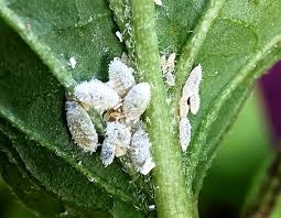 Image result for Mealybug cucumber