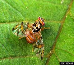 Image result for Oxyanthus zanguebaricus