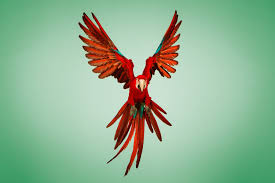 Birds You Can Have As Pets Uk Scarlet Macaw Parrot Overview Macaw Parrot Macaw Parrot Facts