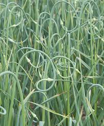 Approx 280 from fall planting. Growing Garlic How To Plant Grow Harvest Johnny S Selected Seeds