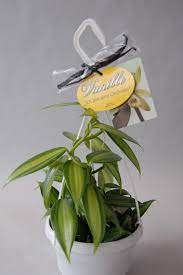 Limited time sale easy return. Vanilla Planifolia Ampelpflanze Orchideen Wichmann De Highest Horticultural Quality And Experience Since 1897
