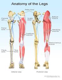 The femur, or thigh bone, is the single bone of the thigh region. Leg Pain Symptoms Treatments Causes