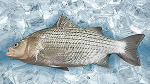 USDA Develops Antibiotic Alternative For Strep In Hybrid Striped Bass