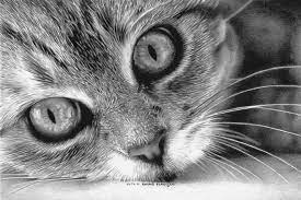 Pin On Kitten Drawings