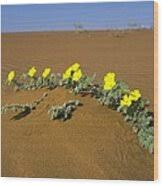 Image result for Tribulus zeyheri