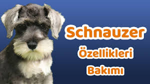 Schnauzer Elityavru Com
