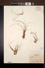 Image result for Eleocharis retroflexa