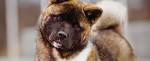 Akita (dog) - Wikipedia