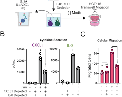 Image of comparison of wildtype and FadA knockout strains in adhesion and invasion assays