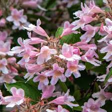 Image result for Heywoodia