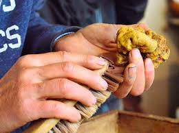 Maybe you would like to learn more about one of these? Come Pulire Il Tartufo Tartufo Com