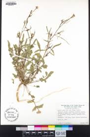 Image result for Sisymbrium orientale