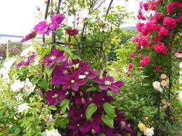 So können die wurzeln nach unten wachsen und werden seitlich nicht bedrängt. Waldrebe Rosemoor Clematis Rosemoor Baumschule Horstmann