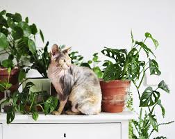 Make no mistake, cats are attracted to plants and cats will chew on your plants. Living With Plants And Cats