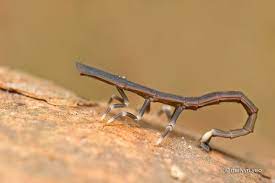 Firefly Larvae Bugs And Insects Beetle Insect Cool Bugs