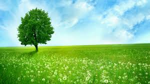 You can also upload and share your favorite nature background hd. Green Nature Background Full Hd 1920x1080 Download Hd Wallpaper Wallpapertip