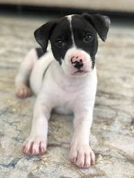 Kitten rescue is dedicated to placing abandoned and unwanted kittens with safe and loving forever homes. Yakima Valley Pet Rescue Home Facebook