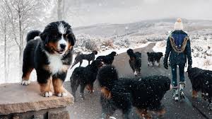 How long do puppies grow?. Walking Our 10 Bernese Mountains Dogs In The Snow Ep 3 Vlog011 Youtube