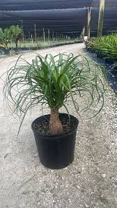 Image result for Beaucarnea recurvata