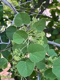 Image result for Cissampelos