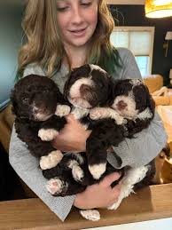 Sweet moments from today🖤 a reminder that I still have a male and female  available- ready to go home February 5th